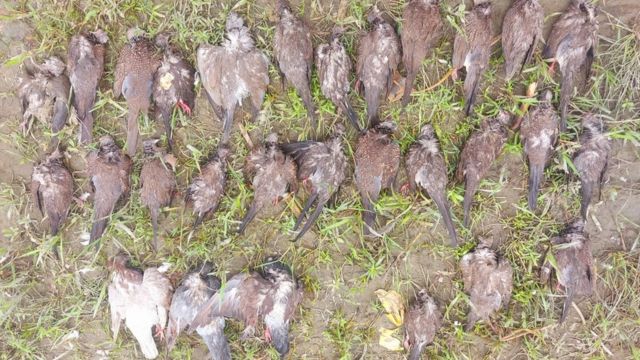 বাংলাদেশের সিরাজগঞ্জের শাহাজাদপুরে কীটনাশক প্রয়োগ করে পাখি হত্যা করায় এক কৃষকের বিরুদ্ধে স্থানীয় থানায় অভিযোগ করা হয়েছে।