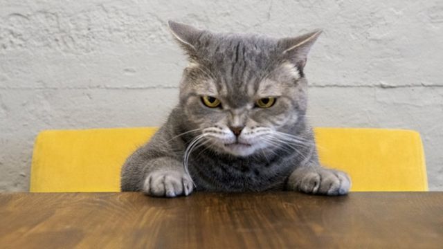 Gato cinza olhando de forma 'raivosa'