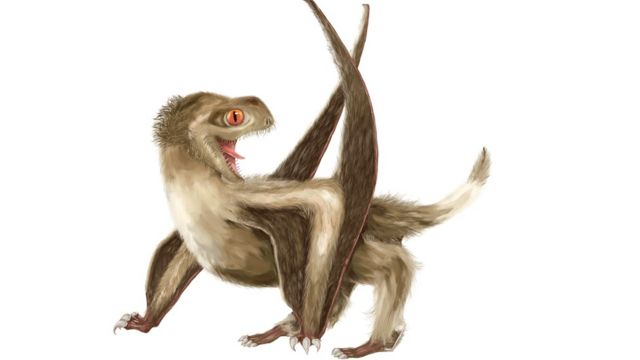 Pterosaurs: Fur flies over feathery fossils