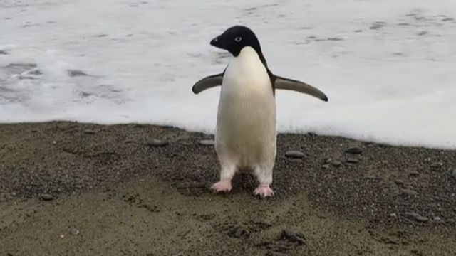 طائر البطريق "بينغو" الذي عُثر عليه على شواطئ نيوزيلندا.