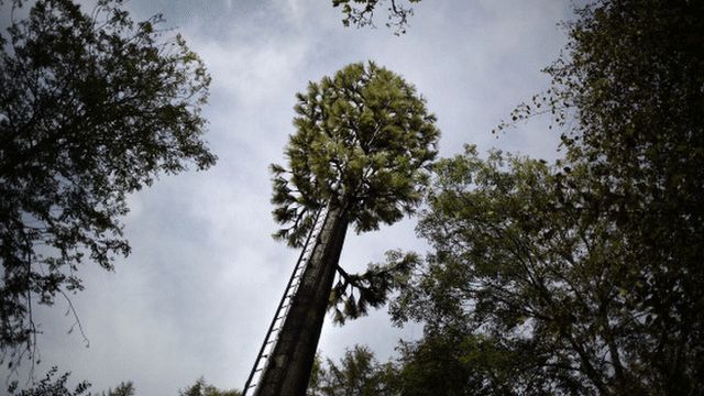 A mobile mast disguised as a tree