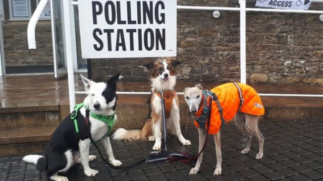 英國英格蘭的坎布裏亞一投票站外三隻狗一起隨主人前往投票