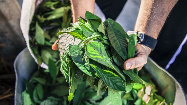 Folhas para a preparação da ayahuasca