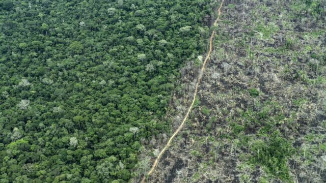 Imagen aérea que muestra el contraste entre áreas boscosas y deforestadas en la reserva Piripkura