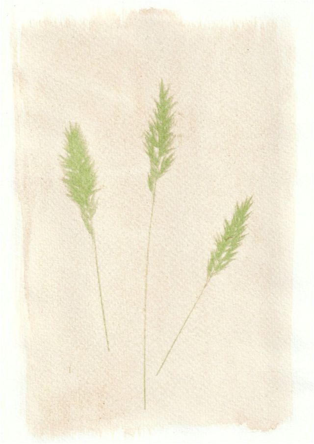 An anthotype print of three green pieces of wheat