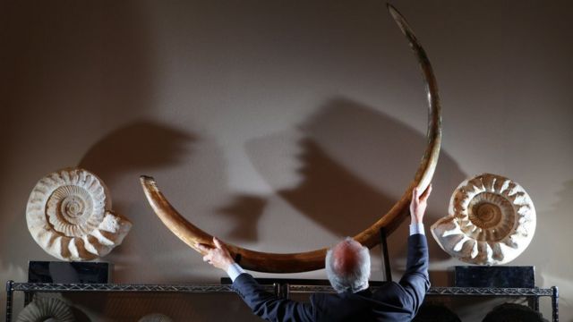 2011 yılında Londra'da sergilenen bir mamut dişi