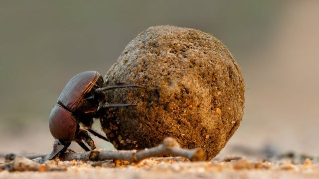 சாண வண்டுகள்