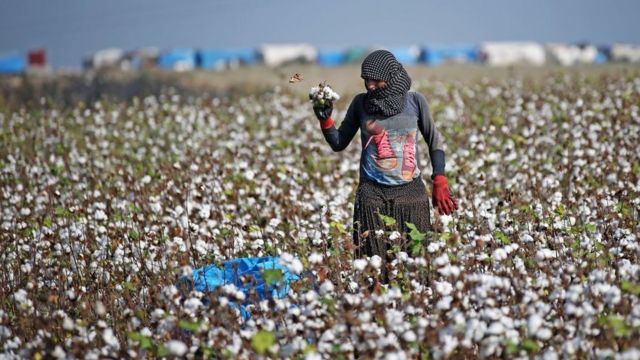 Koronavirüs: Mevsimlik tarım işçileri için ne tür düzenlemeler getirildi? - BBC News Türkçe