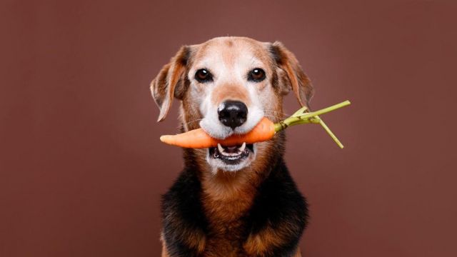 Bạn muốn nuôi chó ăn chay? Hãy xem hình ảnh để tìm hiểu thêm về các loại thức ăn và chế độ ăn uống phù hợp để giữ cho chú cún của bạn luôn khỏe mạnh.