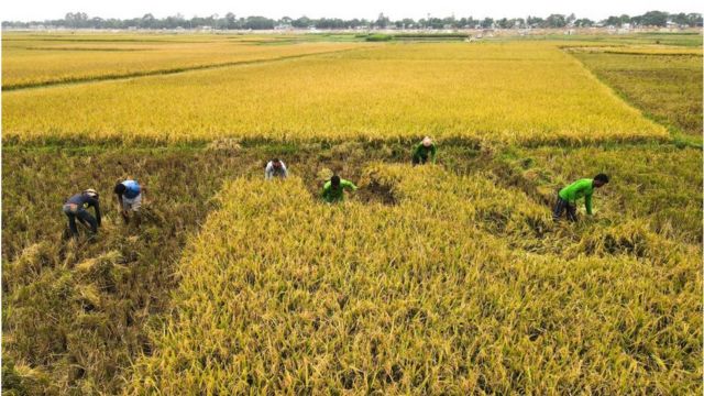 আগে ধানের খর জমিতে পঁচতে দেয়া হলেও এখনো সেই সুযোগ দেয় না কৃষকরা। শুরু হয় নতুন ফসল বোনা।