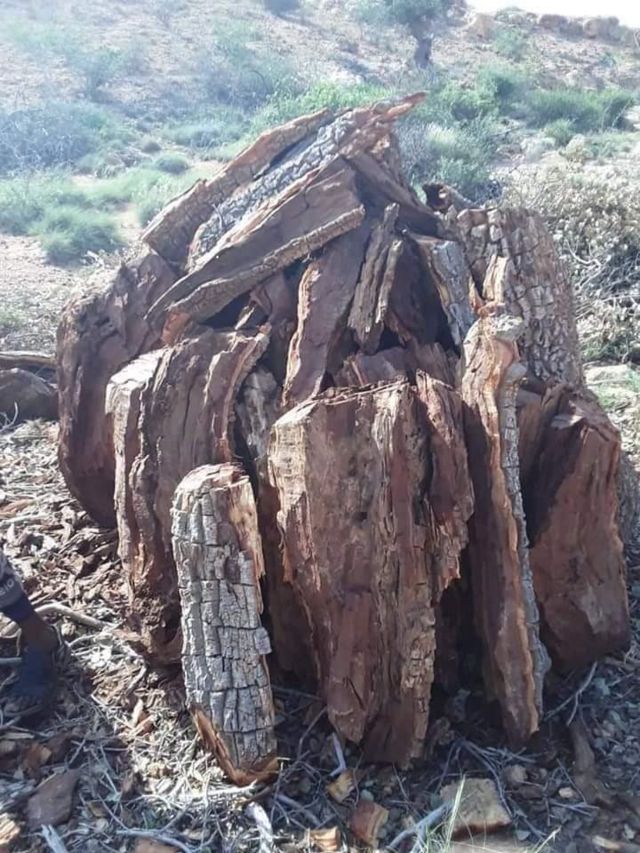 Qof lagu eedeeyay in uu jaray geedkan ayaa lagu xiray Puntland