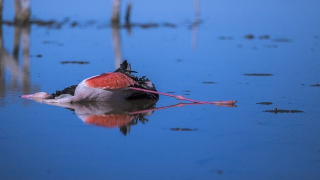 لاشه یک پرنده مرده در تالاب میانکاله