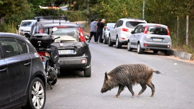 Roma çevresindeki doğal parklarda yaşayan yaban domuzları, başkent sokaklarındaki çöpler nedeniyle şehre iniyor