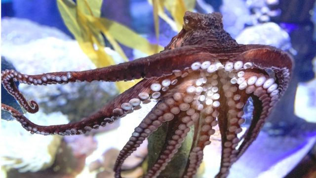 The Octopus DJ at the Bristol Aquarium.