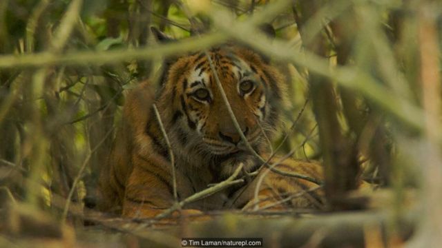 बांग्लादेश में बाघ