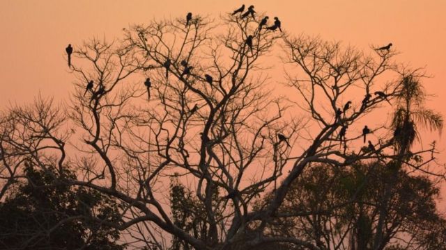 Araras descansam em arvore da fazenda São Francisco