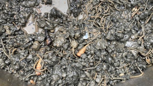 普利茅茨海底沉积物当中充斥了各种生命(photo:BBC)