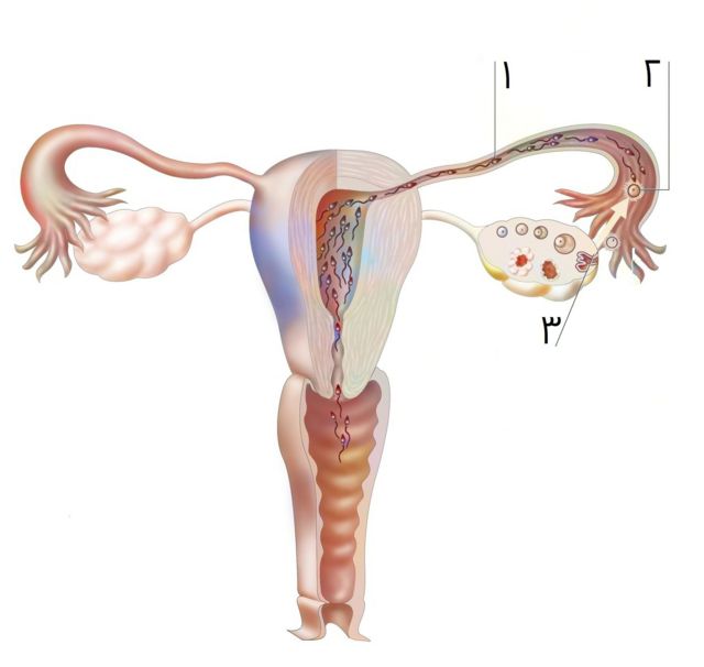 fertilization