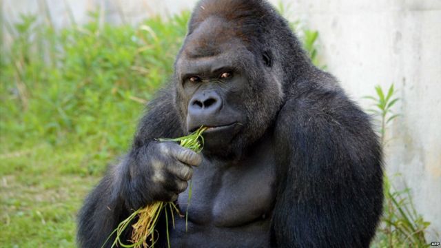 Shabani: The making of a metrosexual gorilla - BBC News