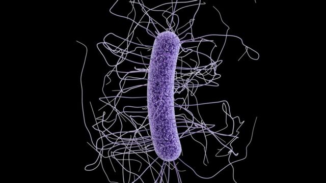 Imagem de bactéria