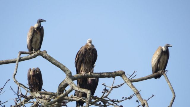 गिद्ध