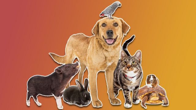 Pets: How to look after dogs, cats, rabbits and tortoises - CBBC Newsround