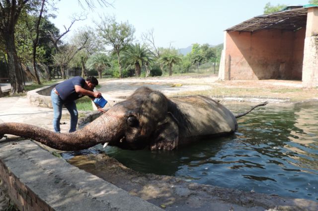 O elefante é melhor que o cavalo? conheça Chaturanga, o pai do