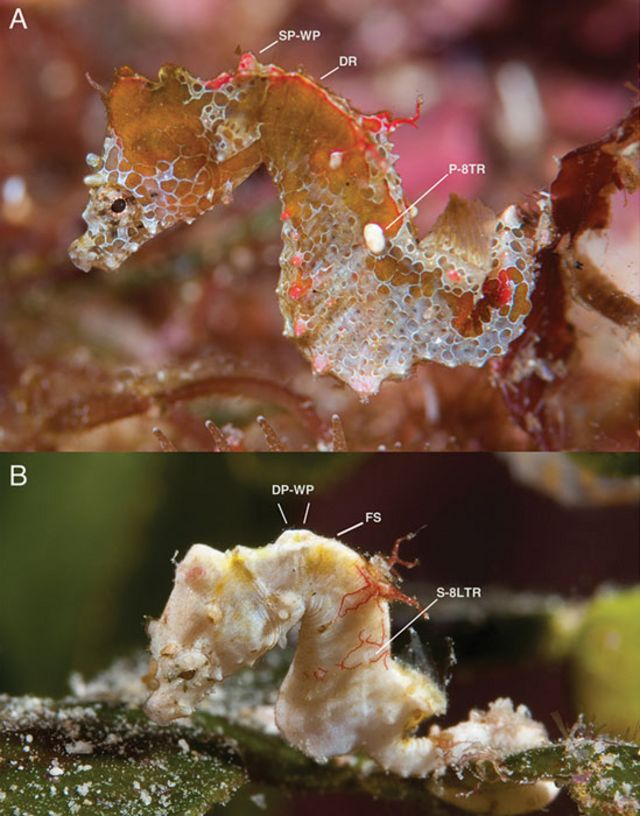 Diferencias entre Hippocampus japapigu e Hippocampus pontohi.