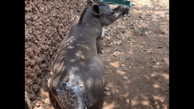 Anta sendo tratado com pele de tilápia; animal teve traseiro bastante ferido