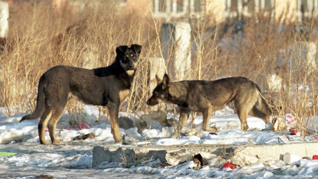 Владивосток. 14 января 1999 года. Стаи бродячих собак