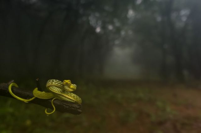 A snake curls around a branch