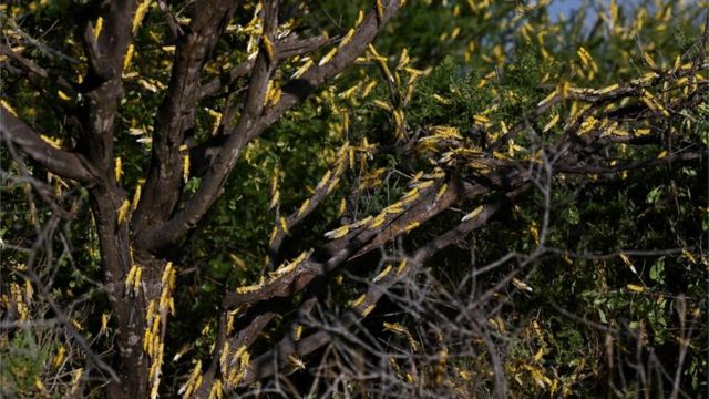 Locusts on trees in Kenya, January 2020