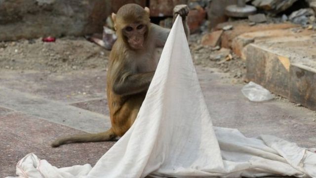 ඔරිස්සාවේ වඳුරන් ගෙවල් තුළට පැන ආහාර පැහැර ගැනීම සාමාන්ය සිදුවීමක තත්වයට පත්ව ඇත.
