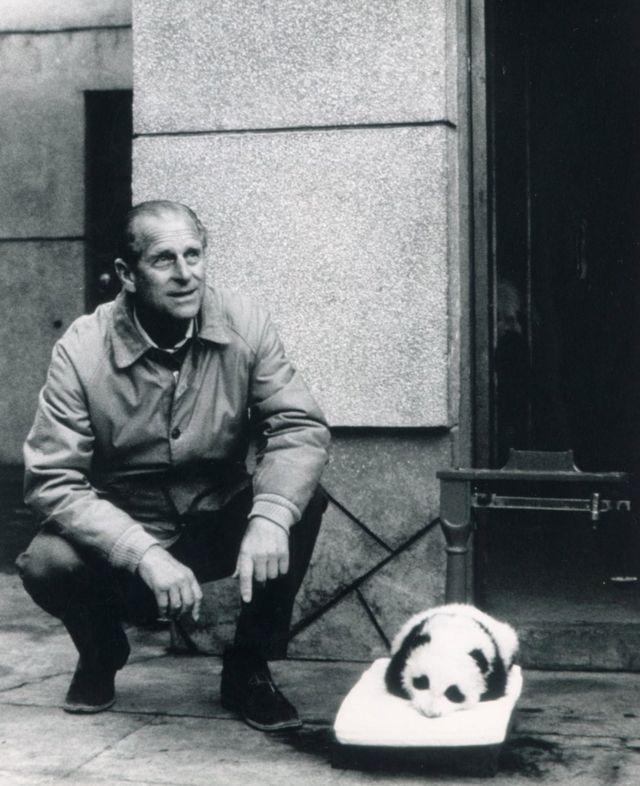 Duke of Edinburgh seen here with panda cub Li Li during his visit to China October 1986