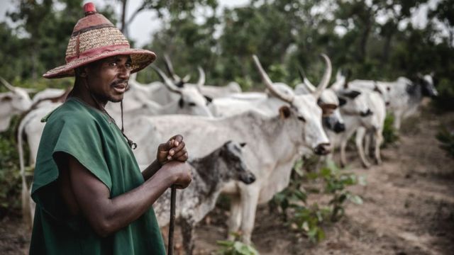 A Fulani herder with his cattle