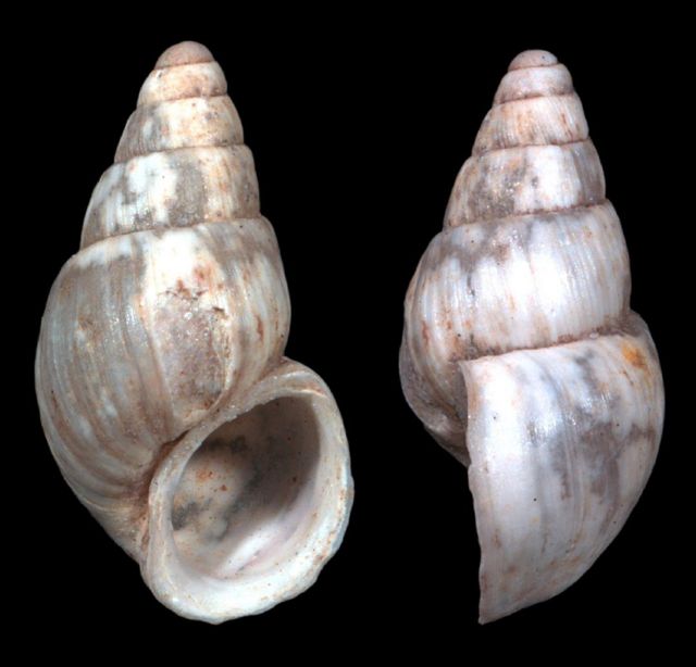 Travunijana djokovici, a species of freshwater snail