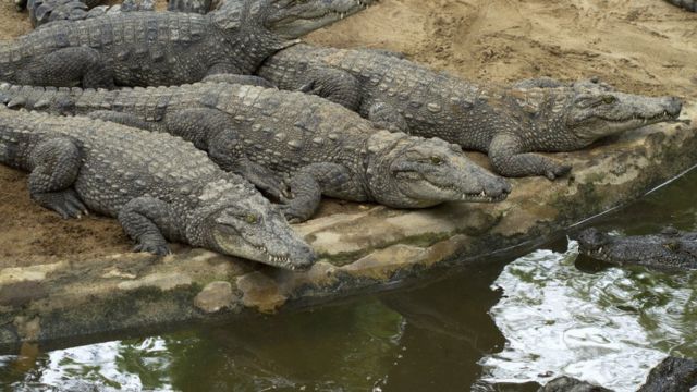 சென்னை முதலை பண்ணை