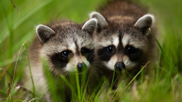 Racoons