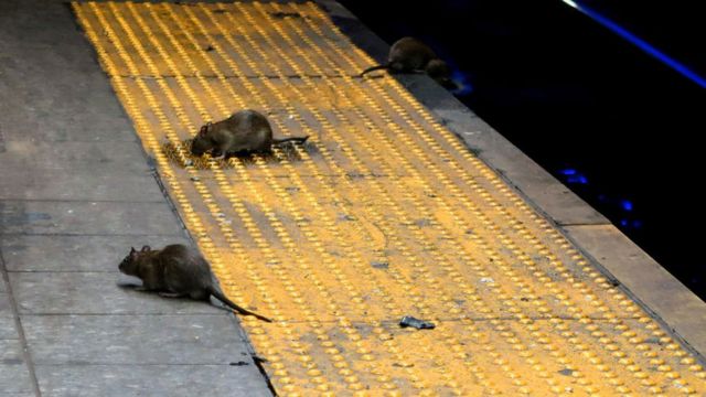 Welsh rat trap ban catastrophic, says pest controller - BBC News