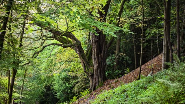 காடுகள்