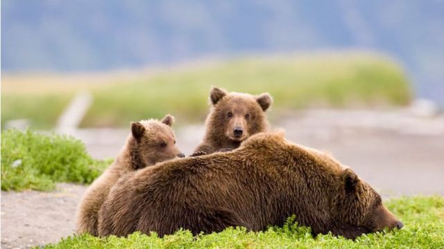Медведица с двумя медвежатами в парке Катмай