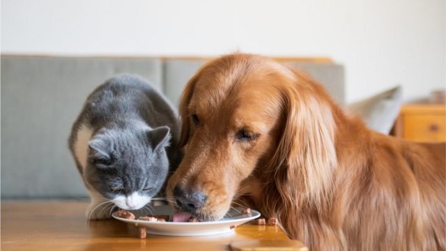 Cat and dog eating together