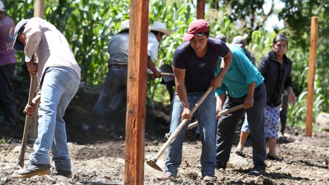 Varios adultos en el programa Sembrando Vida