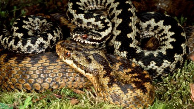 Rắn ái ân: Đây là một loài rắn đẹp mắt với màu sắc tươi sáng và vẻ ngoài thu hút. Xem hình ảnh của con rắn ái ân này và khám phá những thông tin thú vị về sự sống của chúng.