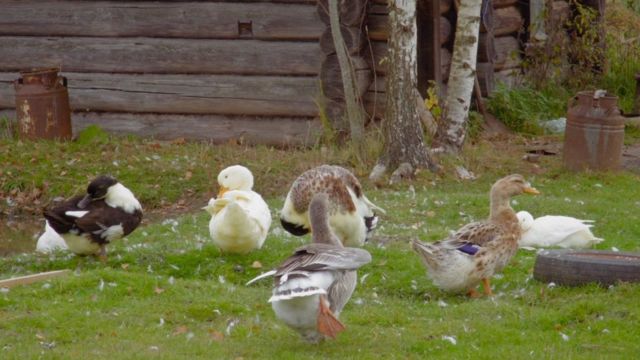 Patos y gansos.