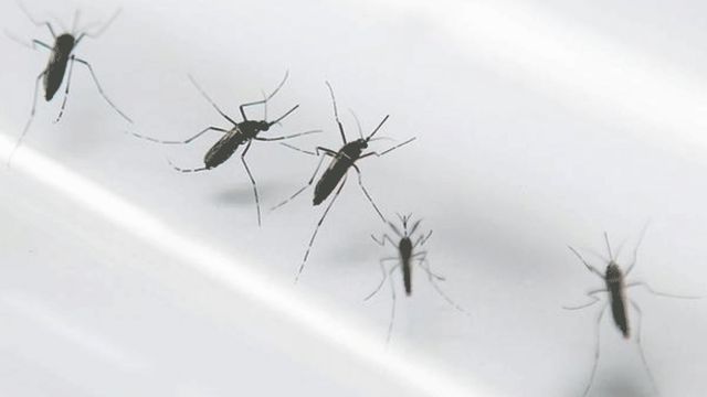 डेंगू और चिकनगुनिया फैलाने वाले मच्छर