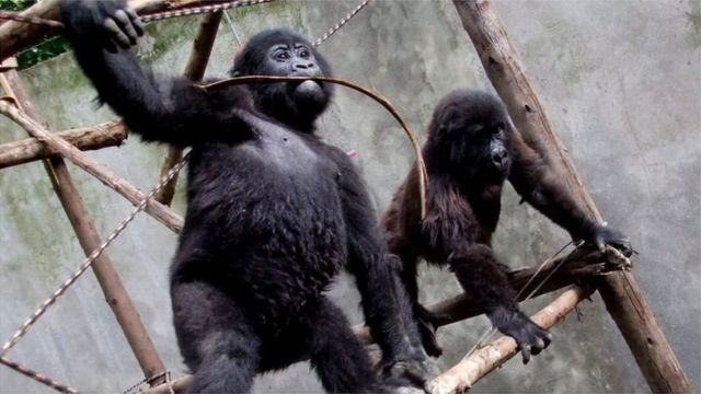 Shaqaalaha xarunta xayawaanka ayaa labada daanyeer ee kala ah Ndakasi iyo Ndize ku tilmaamay saaxiibbo wanaagsan, markii ay yaraayeen