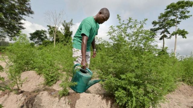 Un jeune homme arrose les plantes d'Artemisia dans un champ de l'association "La Maison de l'Artemisia" près d'Adzope, en Côte d'Ivoire, le 22 février 2019. (Photo Sia KAMBOU / AFP) (Le crédit photo doit être lu SIA KAMBOU/AFP via Getty Images)