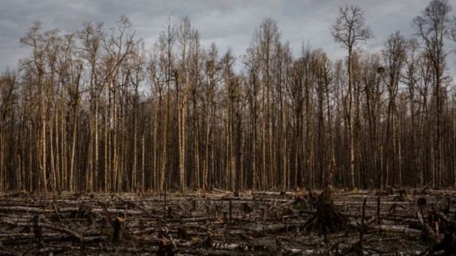 Ini adalah foto hutan di Timika, Papua, yang hangus terbakar akibat penambangan emas tahun 2017.