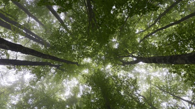 Por Que La Tierra Tiene Hoy Mas Bosques Que En 1982 Y Por Que Esto No Es Necesariamente Una Buena Noticia Bbc News Mundo